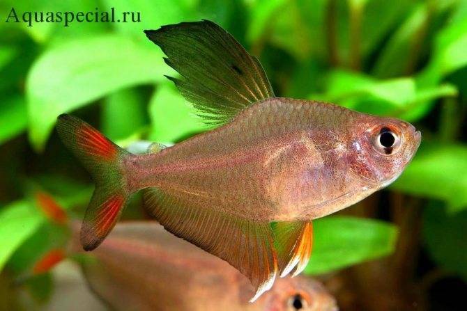 Описание и содержание харциновых рыбок