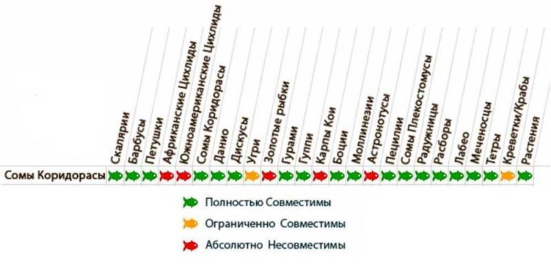 Коридорас Штерба