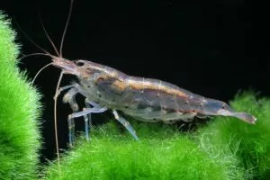 Коричневый налет в аквариуме – диатомовые водоросли!