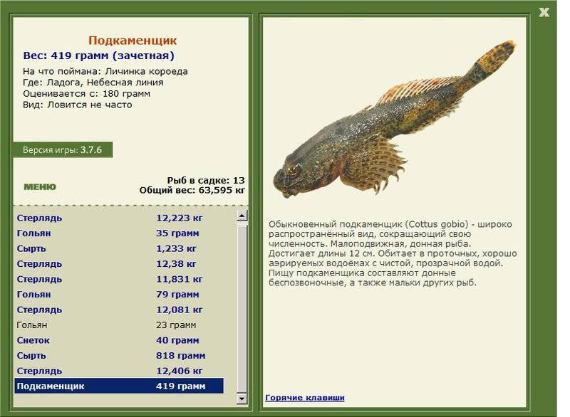 Подкаменщик обыкновенный: описание, среда обитания, красная книга