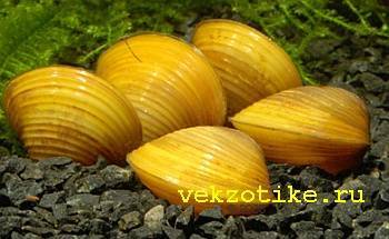 Водяные глазки