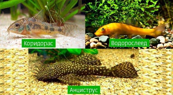 Сколько можно рыбок в аквариум 60 литров