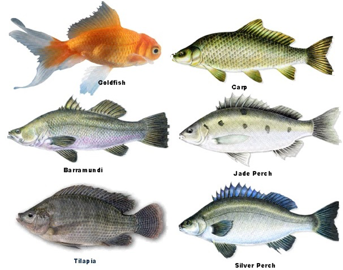 29 types of goldfish for your aquarium