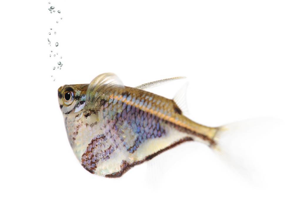 Рыба топорик