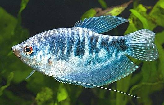 Гурами ворчащий