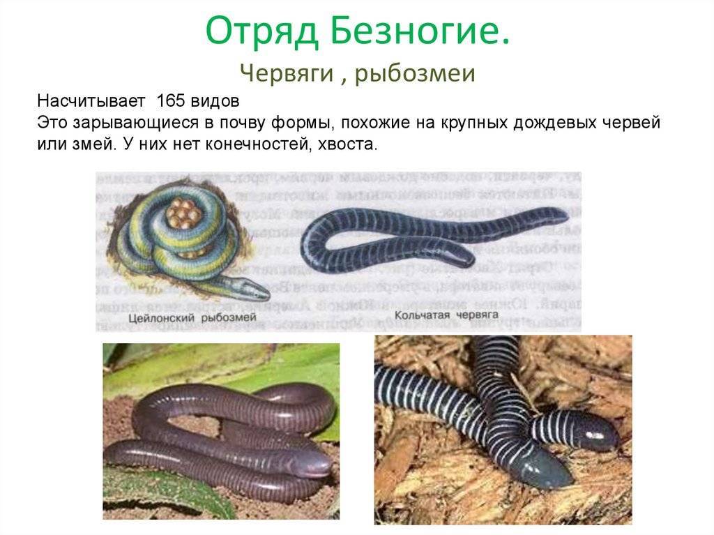 Фаза яйца [1966 бей-биенко г.я. - общая энтомология]