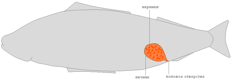 Строение рыб: внешнее и внутреннее