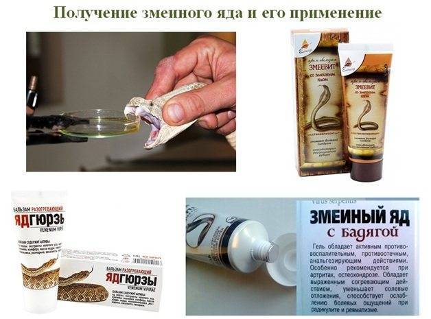 Эпиплатис Дагета или Шапера