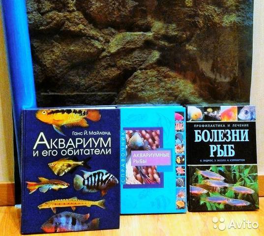 Каллихтис - callichthys