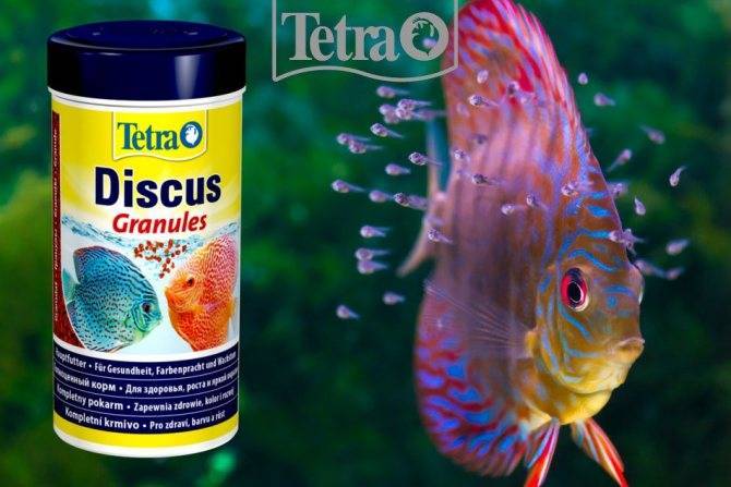 Дискусы