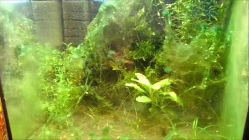 Коричневый налет в аквариуме – диатомовые водоросли!