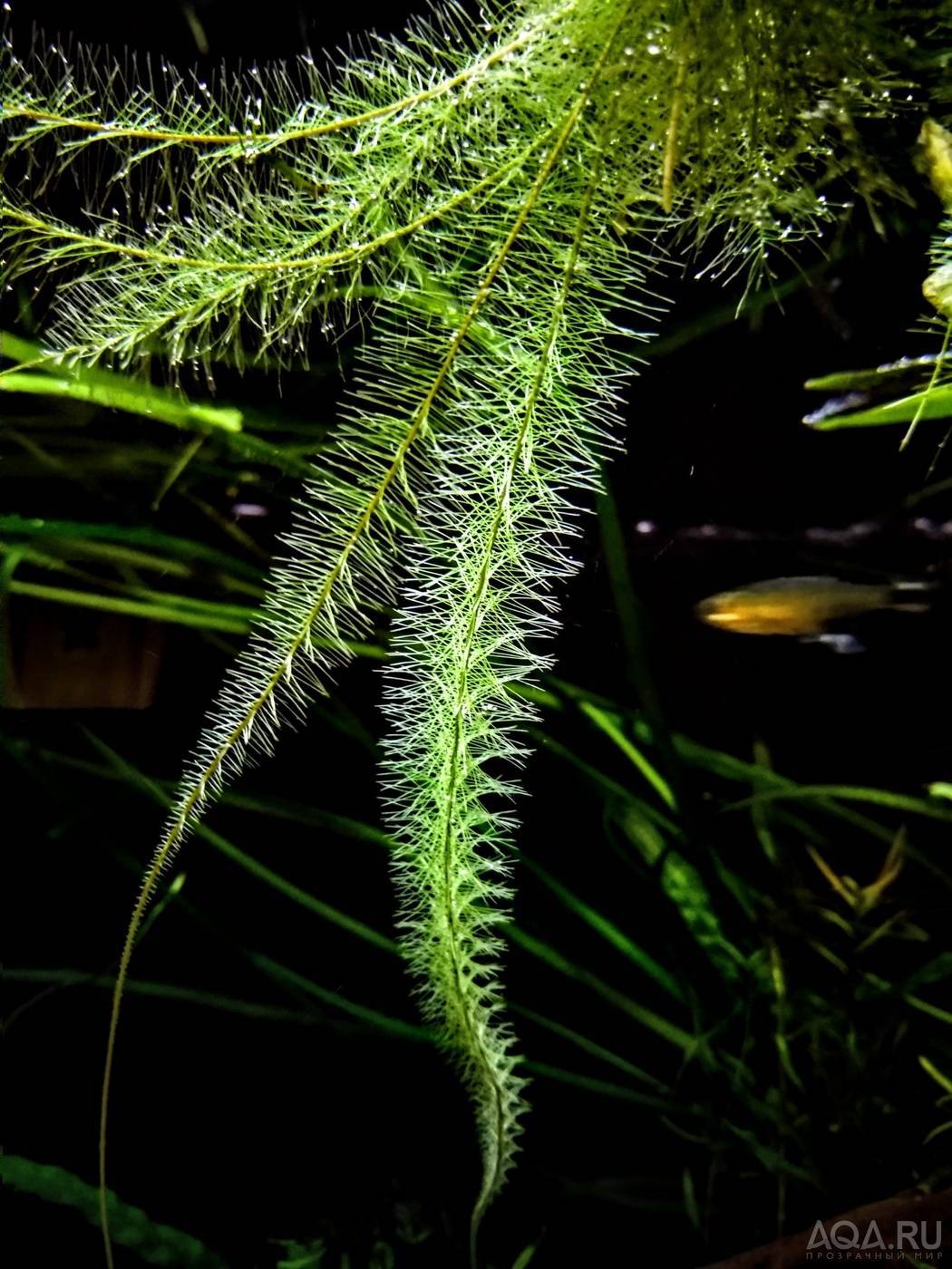 Гигрорхиза (hygrorhiza aristata)