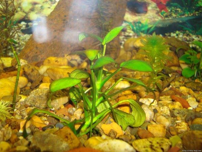 Коричневый налет в аквариуме – диатомовые водоросли!