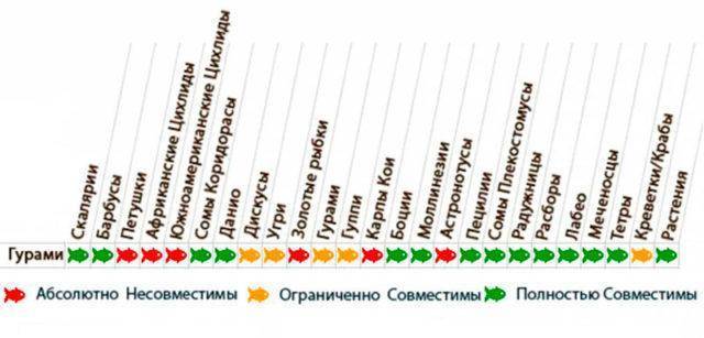 Стресс аквариумных рыбок