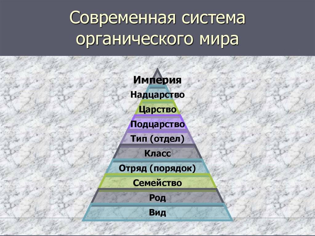Псевдотрофеус саулози: содержание, фото-видео обзор