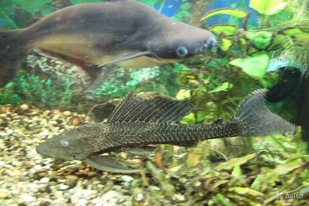 Пангасиус или акулий сом (pangasianodon hypophthalmus)