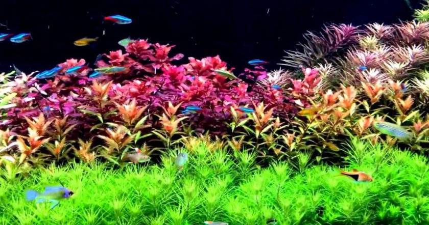 Хардскейп - наше аквариумное всё!