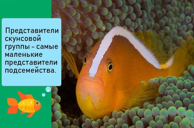 Амфиприон Оцеллярис