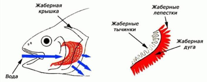 Строение рыб: внешнее и внутреннее