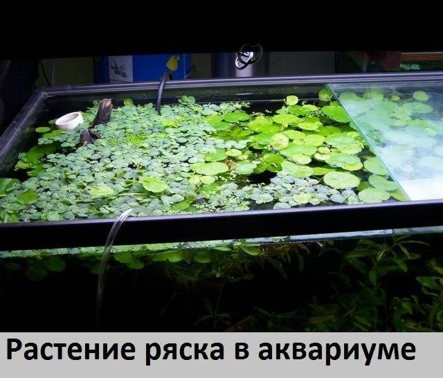 Ряска малая: фото травы, лечебные свойства, лечение ряской, противопоказания применения