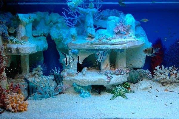 Необычайно красивый, завораживающий, морской аквариум!