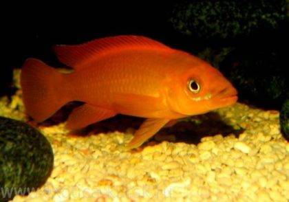 Лампрологус апельсиновый (Neolamprologus leleupi)