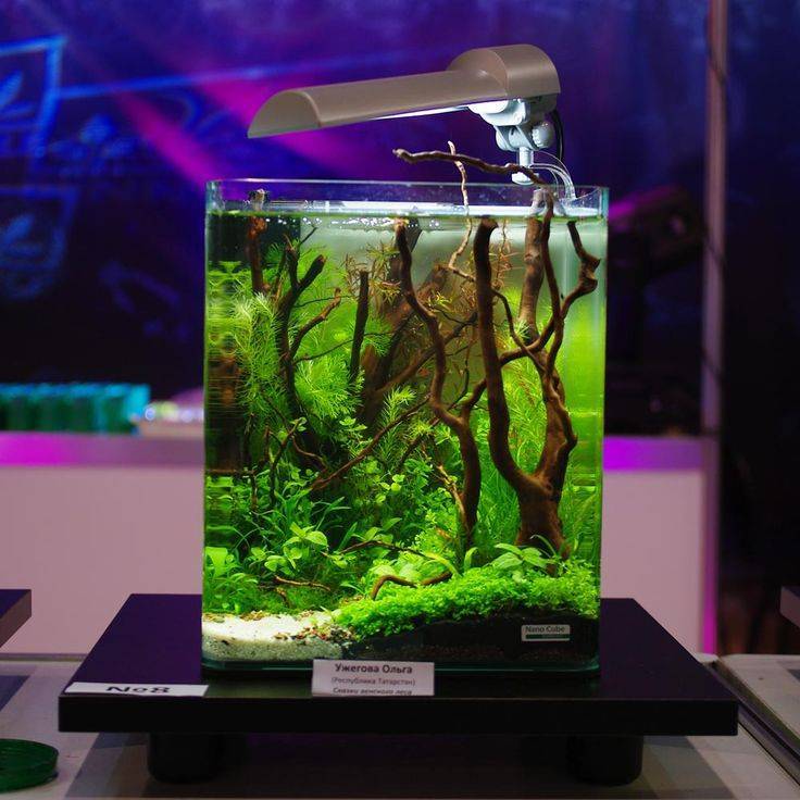 Nano cube. Dennerle NANOCUBE 30л Аквадизайн. Аквариум Dennerle Nano Cube на 30 л. Nano Cube аквариум Dennerle. Аквариум Dennerle Nano Tank aquascep.