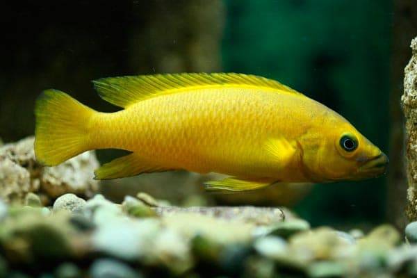Лампрологус апельсиновый (Neolamprologus leleupi)