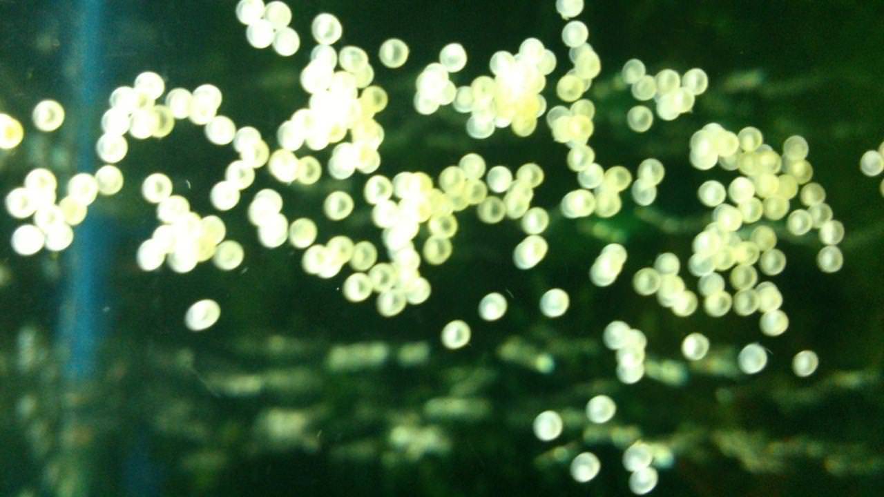 Лабео двухцветный