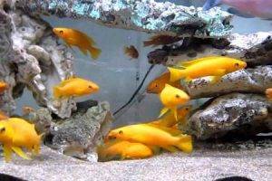 Лампрологус апельсиновый (Neolamprologus leleupi)