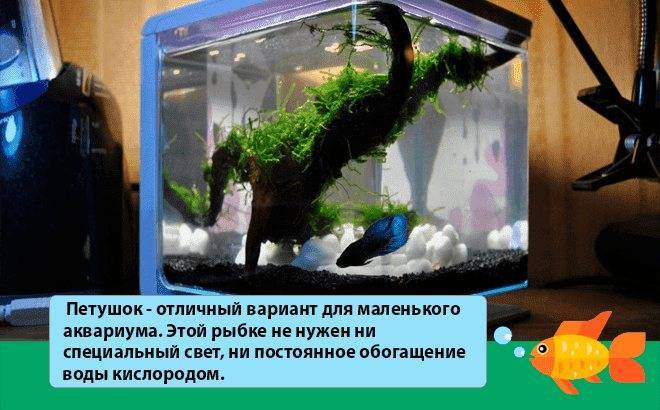 Cамый маленький аквариум