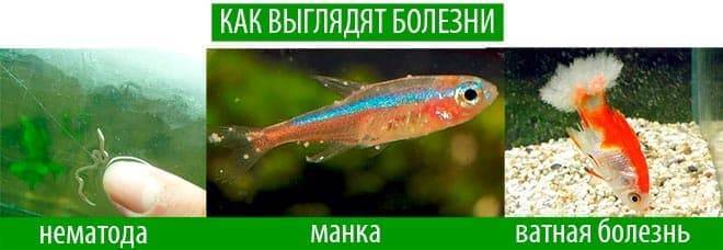Пецилии