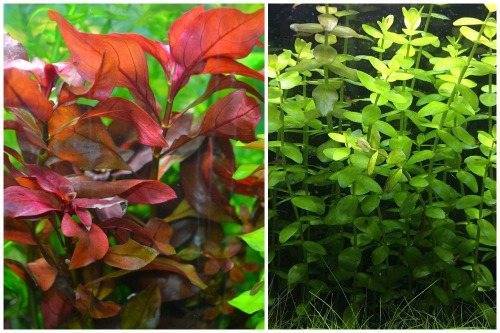 Вабикуса, как произведение искусства!