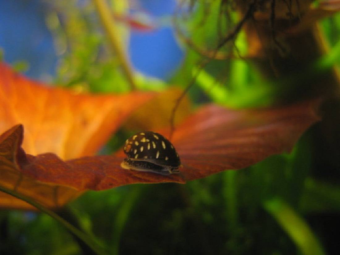 Теодоксусы - панацея от водорослей в аквариуме!