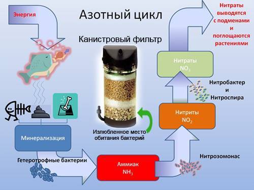 Азотный цикл в аквариуме брошюра для начинающих - зоо журнал