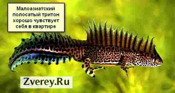 Тритоны в аквариуме
