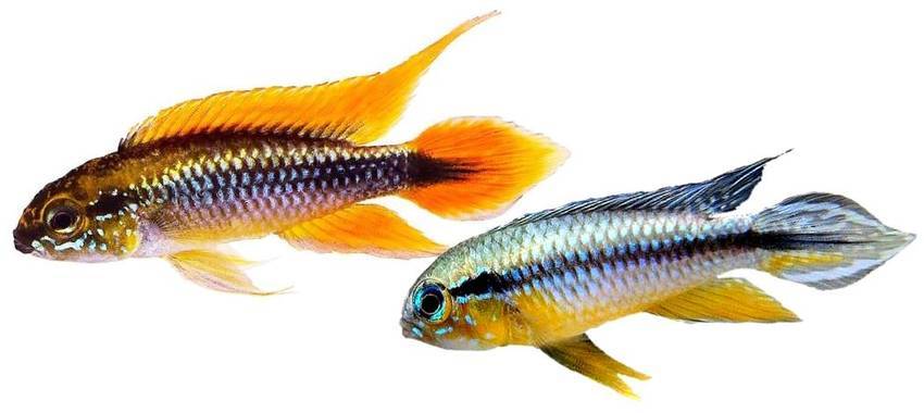 Апистограмма какаду видео