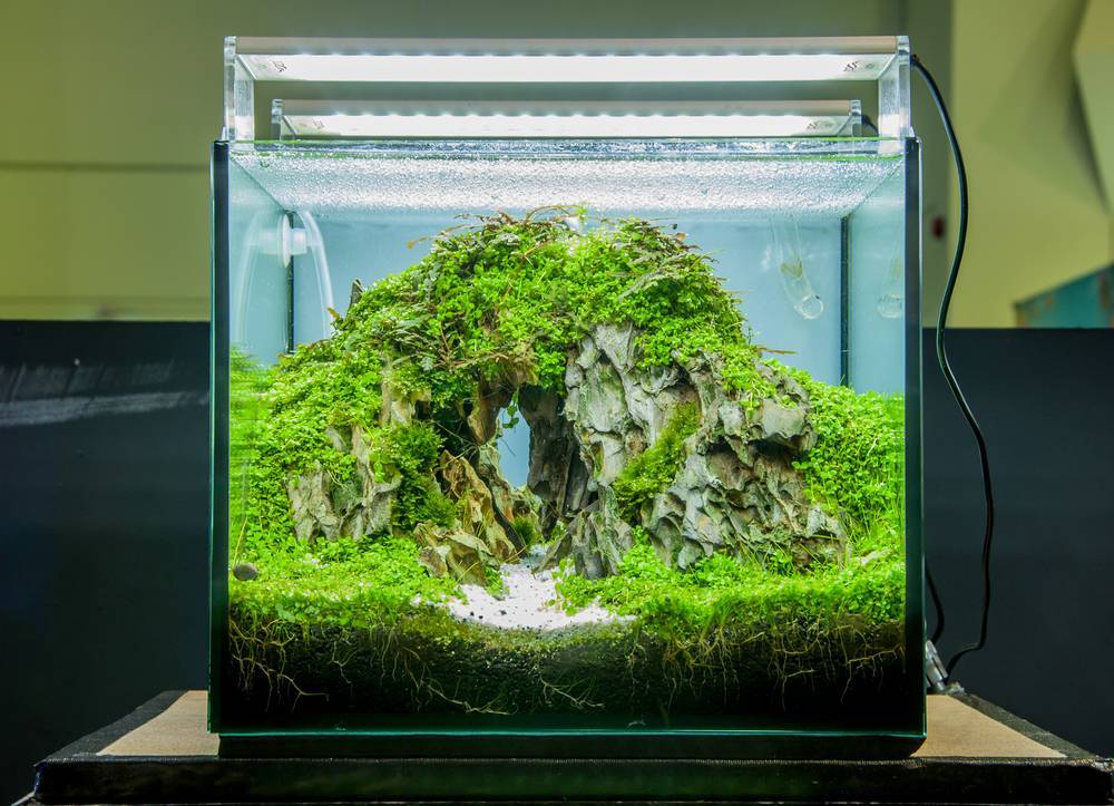 Tetra SafeStart вся правда!