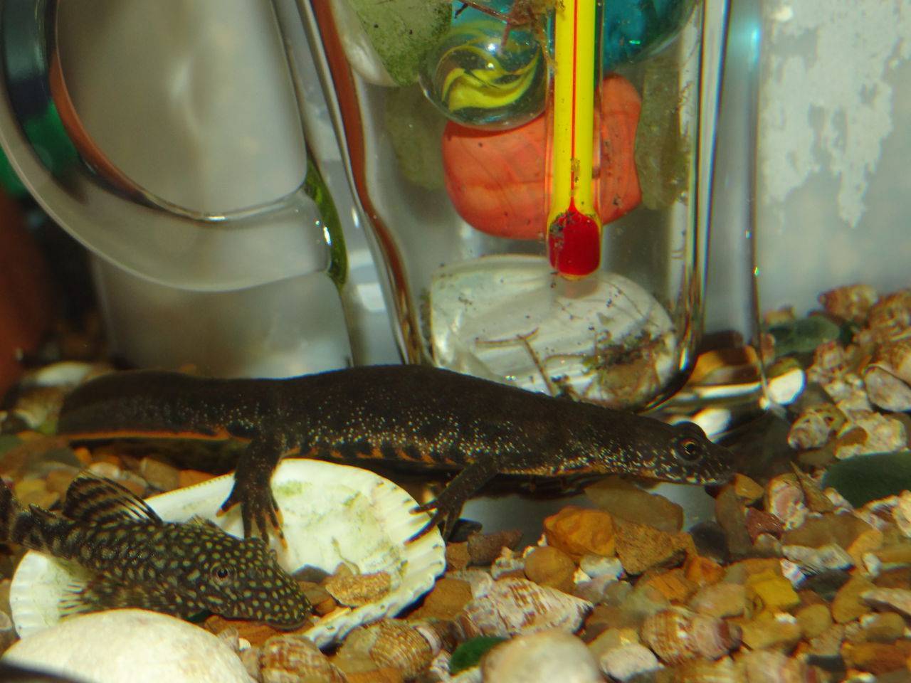 Тритон в аквариуме ? (triturus vulgaris): содержание, виды , совместимость, размножение, фото-видео обзор - aqa.wiki
