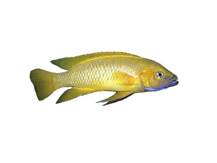 Лампрологус апельсиновый (Neolamprologus leleupi)