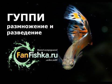 Белонтия или макропод цейлонский