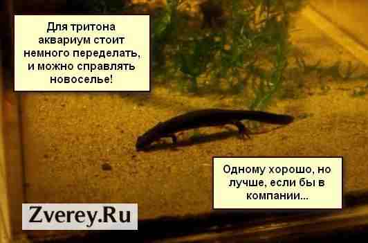 Тритоны в аквариуме