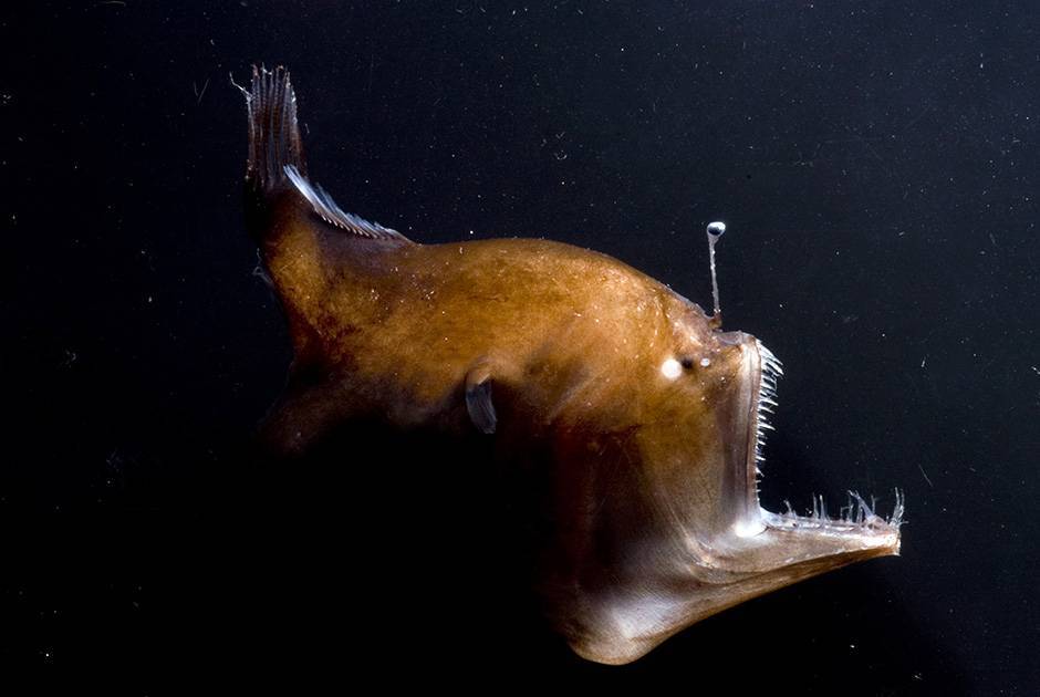 Горбатый удильщик - humpback anglerfish - abcdef.wiki