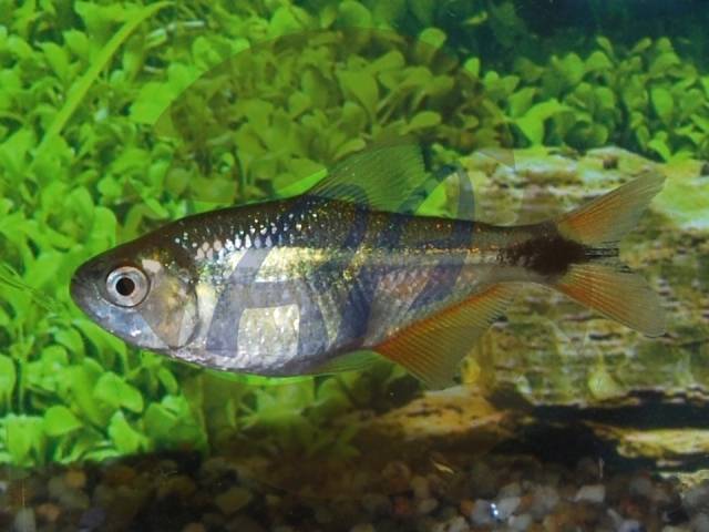 Тетрагоноптерус — hemigrammus caudovittatus