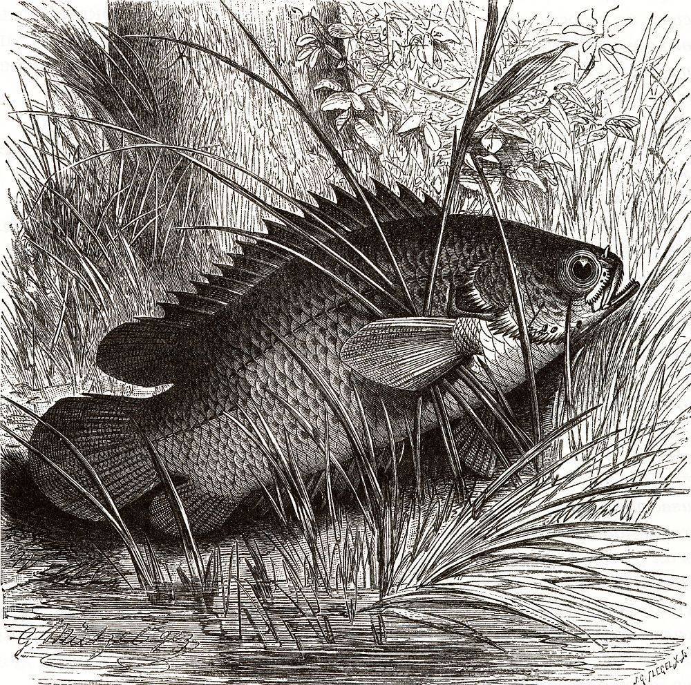 Анабас или рыба-ползун (anabas testudineus)