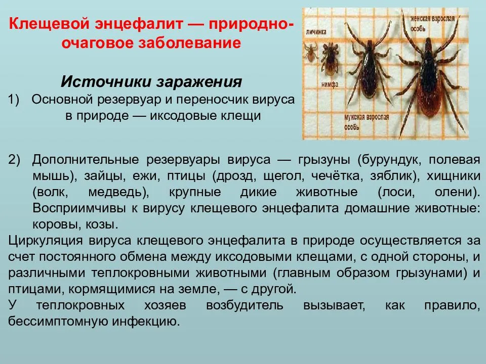 Гиродактилез:  диагностика, симптомы и лечение