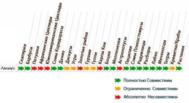 Лялиус