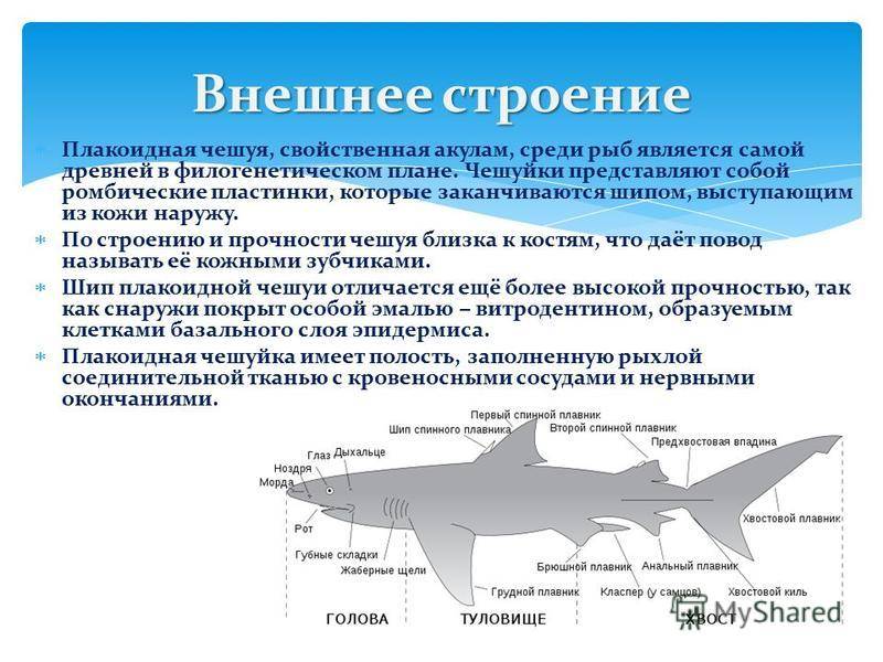 3 признака хрящевых рыб. Общая характеристика акул. Хрящевые рыбы акулы. Общие признаки акул. Отряд акулы общая характеристика.