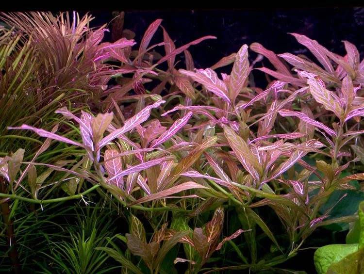 Гигрофила многосеменная (hygrophila polysperma): описание, содержание, фото и отзывы