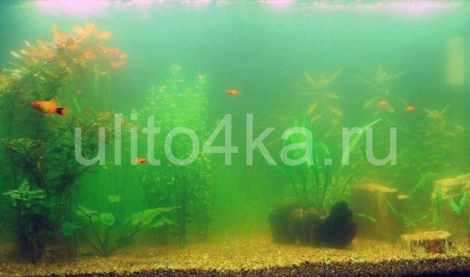 Параметры воды для идеального травника